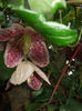 C.cirrhosa__Freckles_
