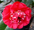 camelia april tryst
