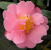 camelie pink icicle