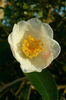 CamelliaCornishSnow