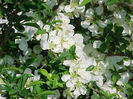 chaenomeles x superba jet trail.