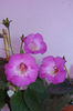 HCY's Persephone