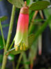 Correa_flower_1
