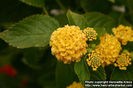 d05_6966_lantana-camara