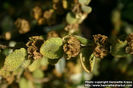 d05_9029_ballota-pseudodictamnus
