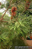 d06_2184_banksia-spinulosa