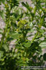 d08_2250_barbarea-vulgaris