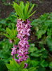 Daphne_mezereum_004