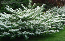 doublefile viburnum shasta.
