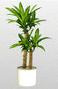 DracaenaFragransMassangeanaCane10x