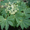 fatsia