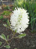 fothergilla x intermedia blue shadow