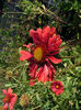 gaillardia_burgunder