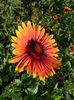 gaillardia_fackelschein