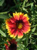 gaillardia_kobold
