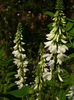 galega_harlandii