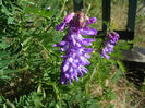 galega_officinalis