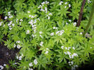galium_odorata