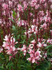 gaura