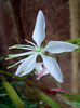 gaura_lindheimeri