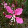 gaura_lindheimeri_siskyou_pink