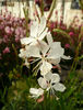 Gaura-Erica-Web-2
