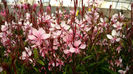 Gaura-Olivia-Web-2