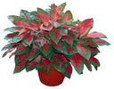 Gbr Aglonema cochie