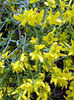 genista_lyd