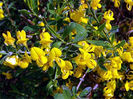 genista_pilosa