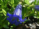 gentiana_acaulis