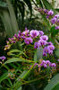 Hardenbergiaviolacea