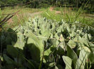 Helichrysum%20mechowianum%20var_%20ceres%20(S_Moore)%20Beentje-1335269520