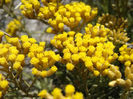 Helichrysum_italicum_spp_serotinum_002_-_Islas_Cies
