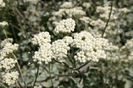 Helichrysum_petiolare00