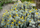 Helichrysum_splendidum_1