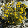 helichrysum-italicum-1