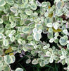 helichrysum-variegated