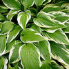 hosta_antioch