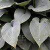 hosta_halycon_lf