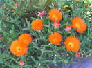 Ice-Plant-Orange
