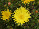 Ice-Plant-yellow-Web