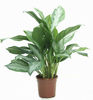 img58691-aglaonema-silver-queen