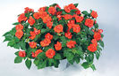 Impatiens-Double-Delight-Orange-Web-4