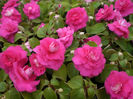 Impatiens-Double-Delight-Pink-Web-