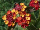 Lantana_Camara_FR_2012