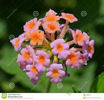 lantana-camara-spanish-flag-also-known-as-west-indian-lava-species-flowering-plant-verbena-family-30