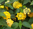 Lantana-Lemon-Web-2