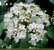 laurestinusViburnum1