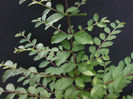 LigustrumSinense